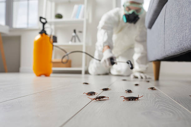 Commercial Kitchen Cockroach Control in Wallace